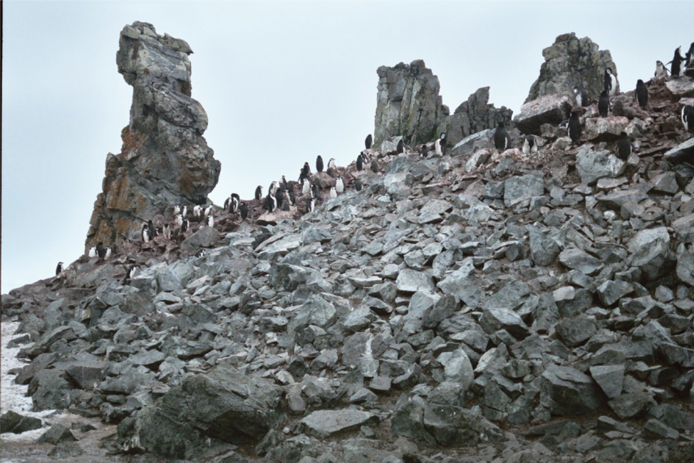 Antarctica Poetica