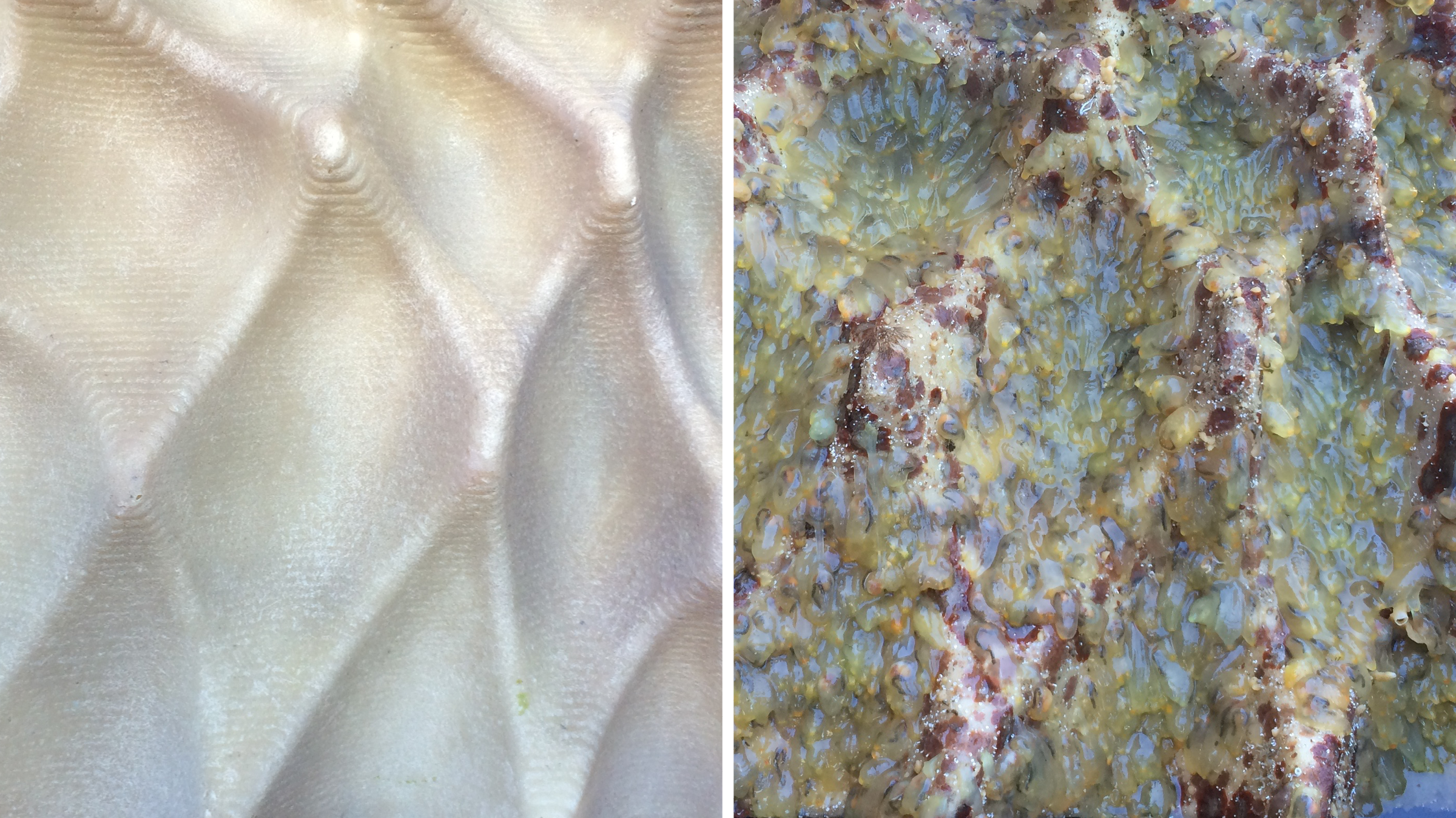 Optimized Ecological Substrates