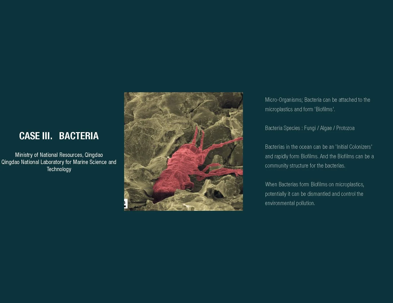 Ecologies_Presentation_Page_10.jpg