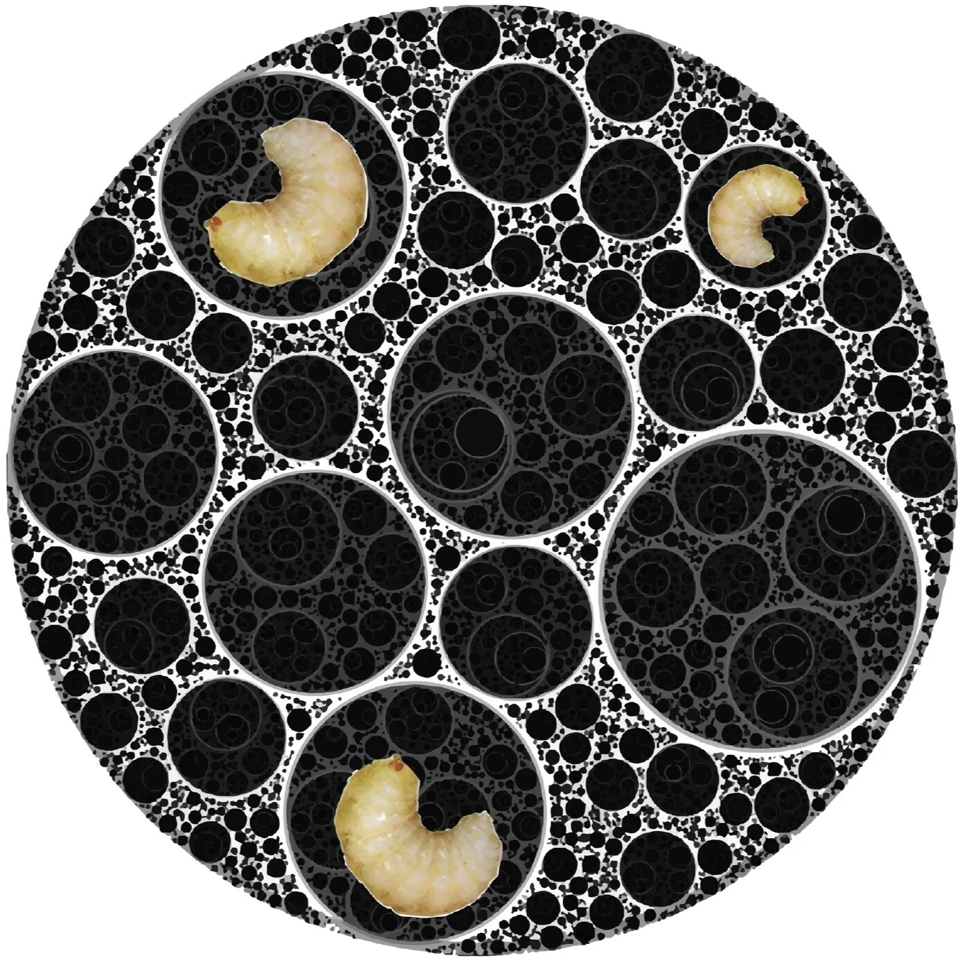 CE20+biodesign07.jpg